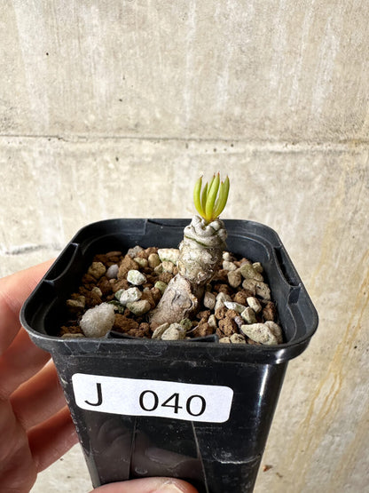 【現品限り】チレコドン・フィロポディウム【J40】 Tylecodon reticulatus ssp phyllopodium