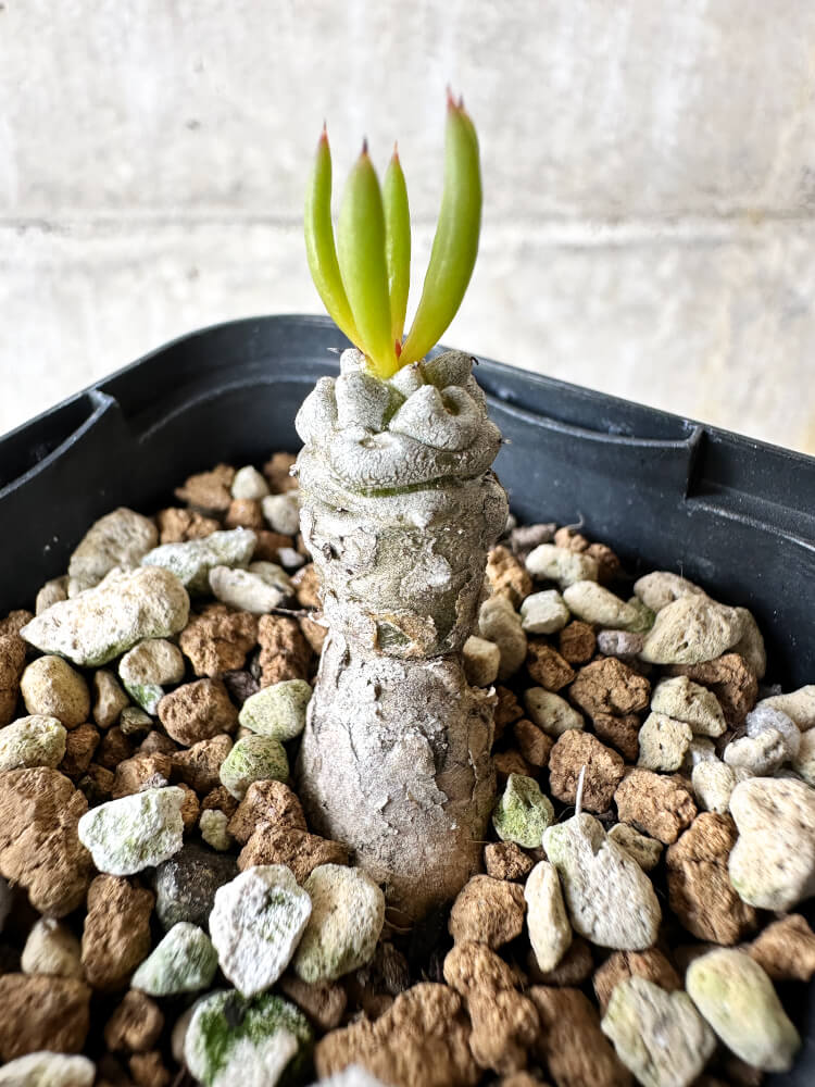【現品限り】チレコドン・フィロポディウム【J40】 Tylecodon reticulatus ssp phyllopodium