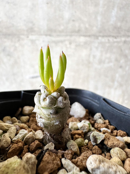 【現品限り】チレコドン・フィロポディウム【J40】 Tylecodon reticulatus ssp phyllopodium
