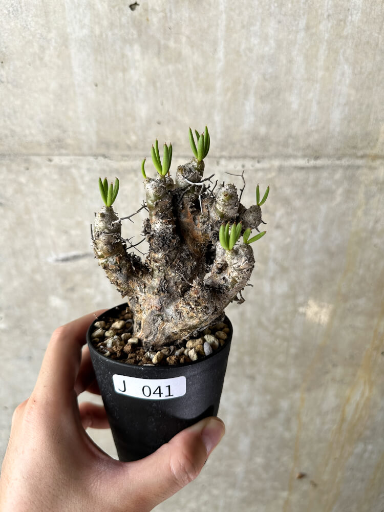 【現品限り】チレコドン・レティキュラータス 万物想【J41】 Tylecodon reticulatus ssp phyllopodium