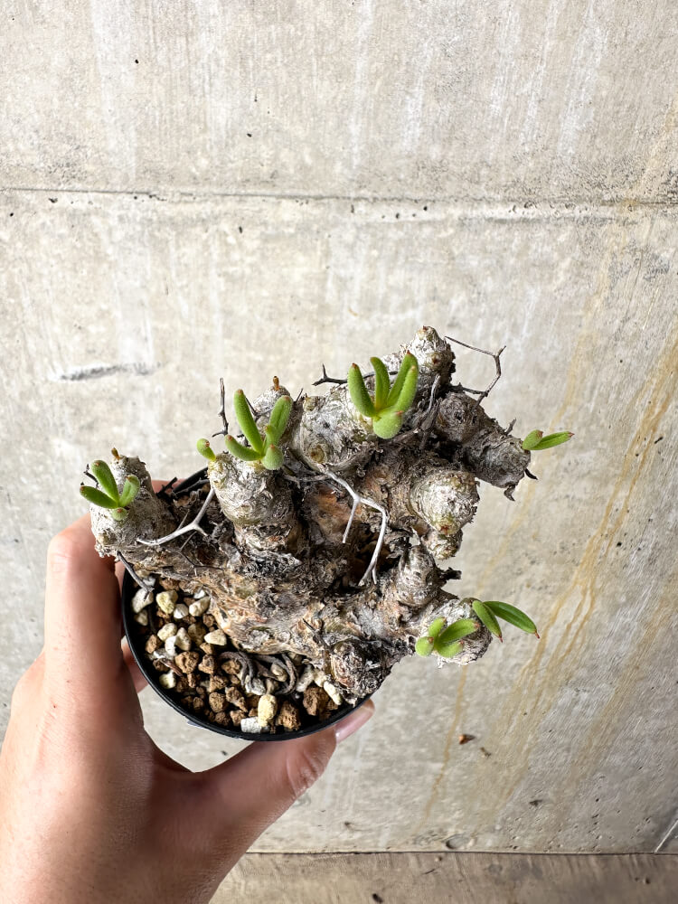 【現品限り】チレコドン・レティキュラータス 万物想【J41】 Tylecodon reticulatus ssp phyllopodium
