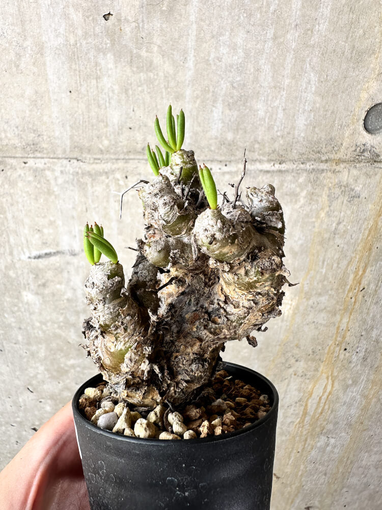 【現品限り】チレコドン・レティキュラータス 万物想【J41】 Tylecodon reticulatus ssp phyllopodium