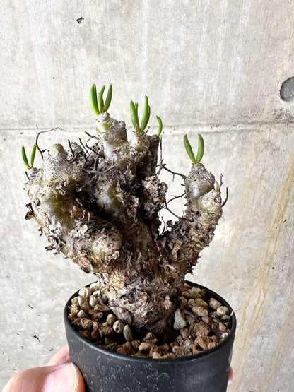 【現品限り】チレコドン・レティキュラータス 万物想【J41】 Tylecodon reticulatus ssp phyllopodium