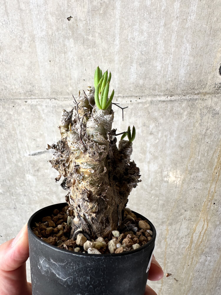 【現品限り】チレコドン・レティキュラータス 万物想【J41】 Tylecodon reticulatus ssp phyllopodium