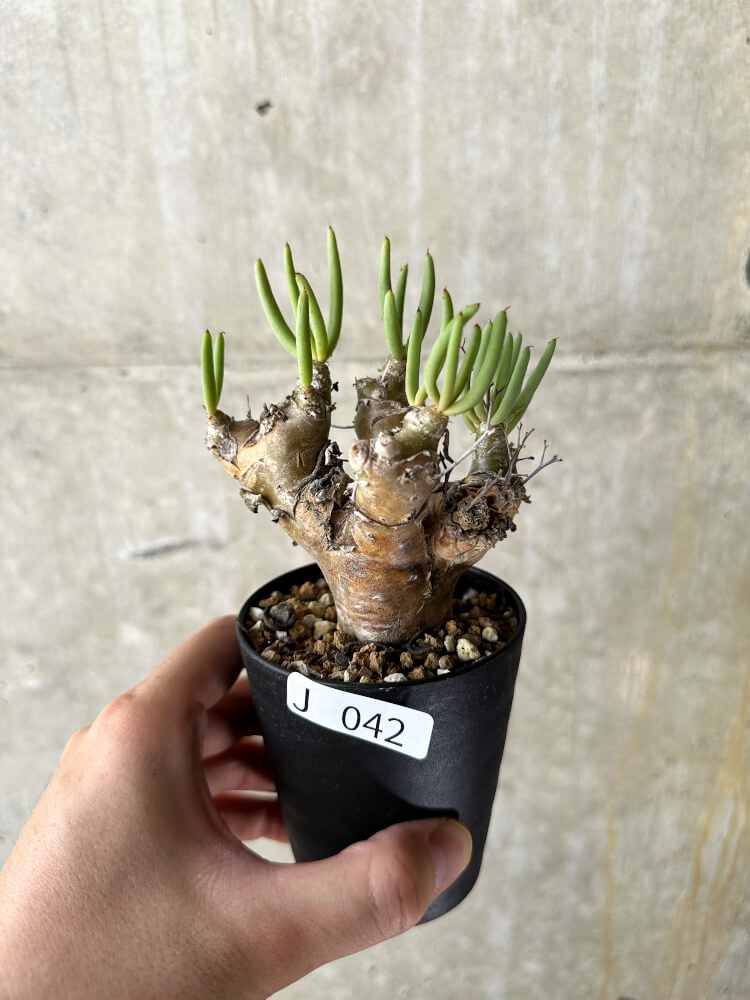 【現品限り】チレコドン・レティキュラータス 万物想【J42】 Tylecodon reticulatus ssp phyllopodium