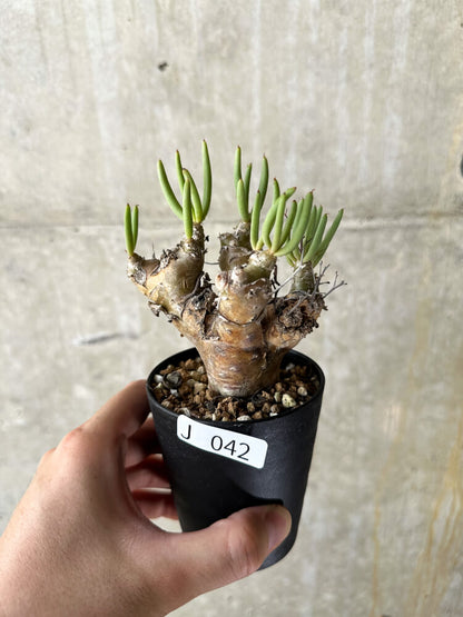 【現品限り】チレコドン・レティキュラータス 万物想【J42】 Tylecodon reticulatus ssp phyllopodium