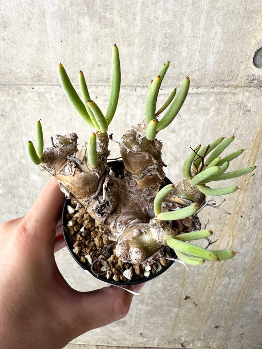 【現品限り】チレコドン・レティキュラータス 万物想【J42】 Tylecodon reticulatus ssp phyllopodium