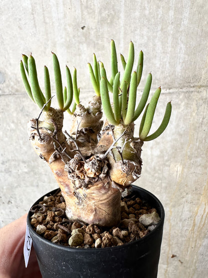 【現品限り】チレコドン・レティキュラータス 万物想【J42】 Tylecodon reticulatus ssp phyllopodium