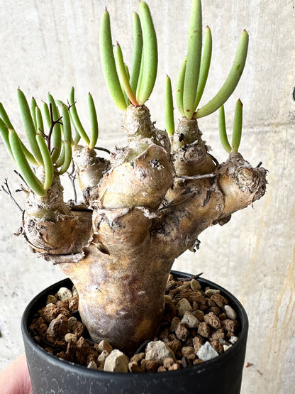 【現品限り】チレコドン・レティキュラータス 万物想【J42】 Tylecodon reticulatus ssp phyllopodium
