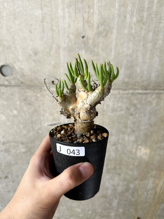 【現品限り】チレコドン・レティキュラータス 万物想【J43】 Tylecodon reticulatus ssp phyllopodium