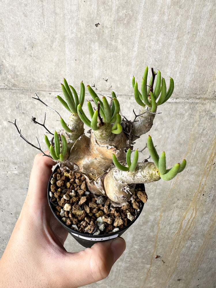 【現品限り】チレコドン・レティキュラータス 万物想【J43】 Tylecodon reticulatus ssp phyllopodium