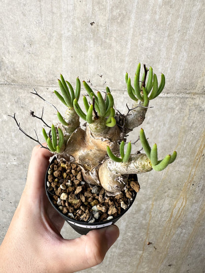 【現品限り】チレコドン・レティキュラータス 万物想【J43】 Tylecodon reticulatus ssp phyllopodium