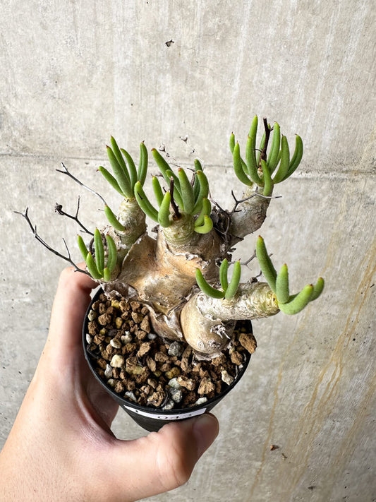 【現品限り】チレコドン・レティキュラータス 万物想【J43】 Tylecodon reticulatus ssp phyllopodium