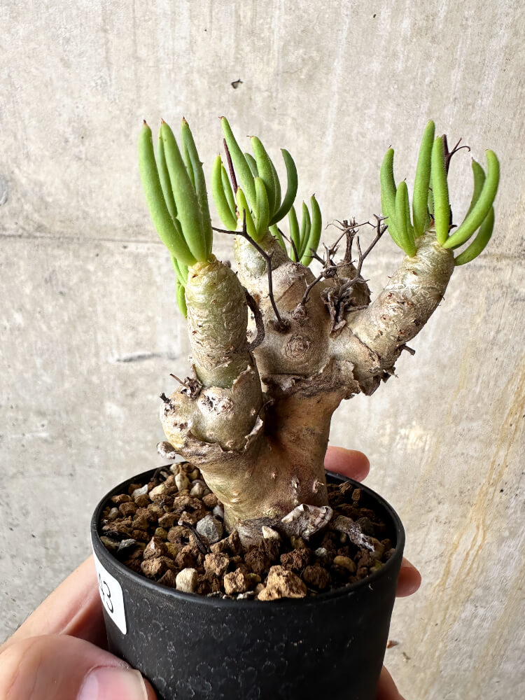 【現品限り】チレコドン・レティキュラータス 万物想【J43】 Tylecodon reticulatus ssp phyllopodium