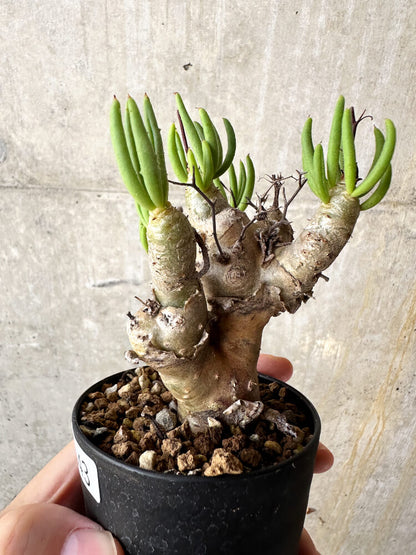 【現品限り】チレコドン・レティキュラータス 万物想【J43】 Tylecodon reticulatus ssp phyllopodium