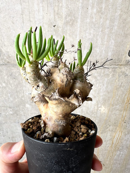 【現品限り】チレコドン・レティキュラータス 万物想【J43】 Tylecodon reticulatus ssp phyllopodium