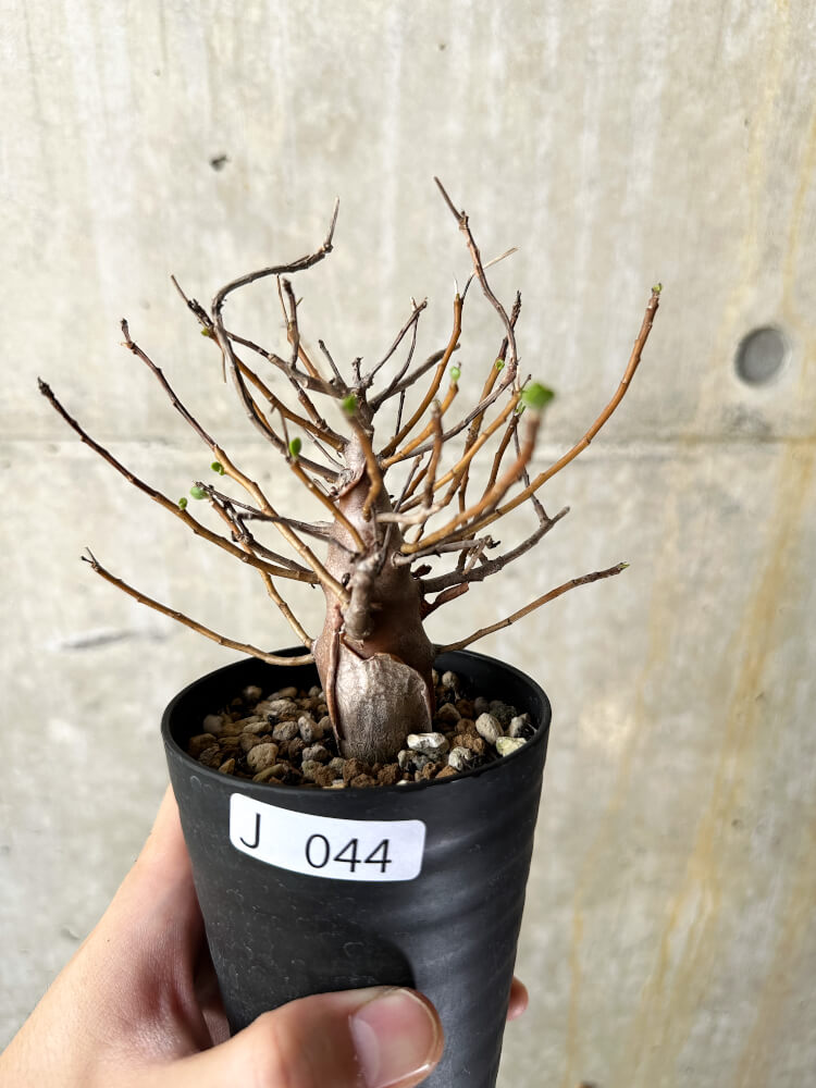 【現品限り】オトンナ・マクロスペルマ【J44】 Othonna macrosperma