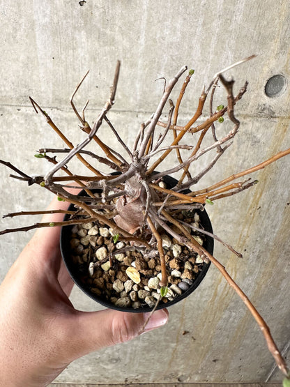 【現品限り】オトンナ・マクロスペルマ【J44】 Othonna macrosperma