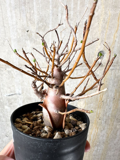 【現品限り】オトンナ・マクロスペルマ【J44】 Othonna macrosperma