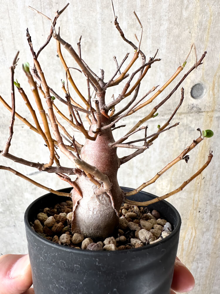 【現品限り】オトンナ・マクロスペルマ【J44】 Othonna macrosperma