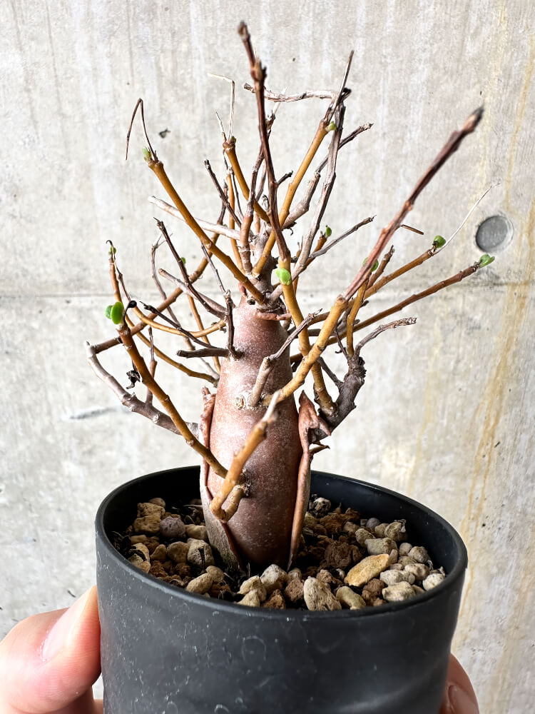 【現品限り】オトンナ・マクロスペルマ【J44】 Othonna macrosperma