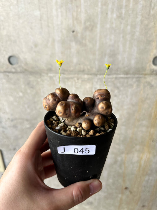 【現品限り】オトンナ・カカリオイデス 大株 現地株 発根済み【J45】 Othonna cacalioides