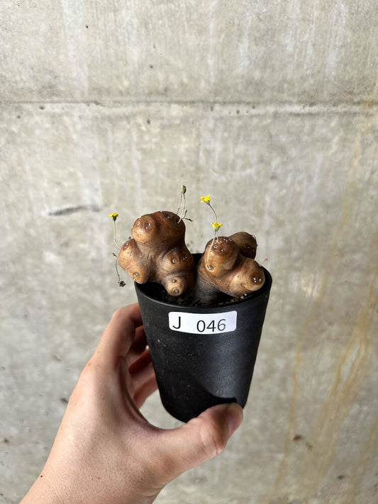 【現品限り】オトンナ・カカリオイデス 大株 現地株 発根済み【J46】 Othonna cacalioides
