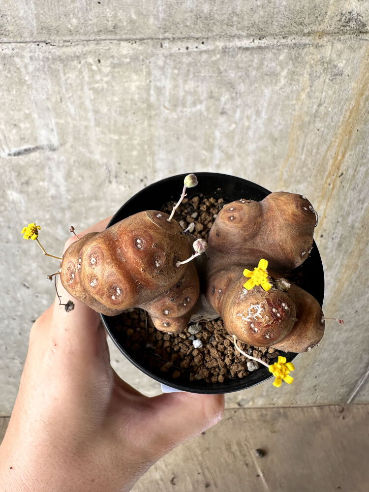 【現品限り】オトンナ・カカリオイデス 大株 現地株 発根済み【J46】 Othonna cacalioides