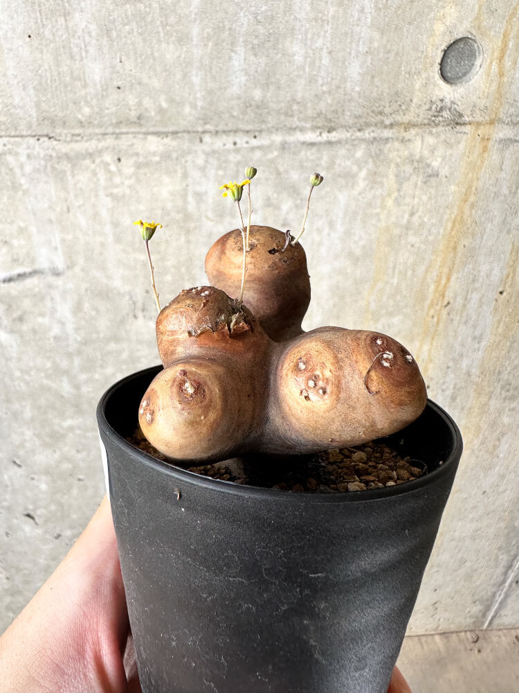 【現品限り】オトンナ・カカリオイデス 大株 現地株 発根済み【J46】 Othonna cacalioides
