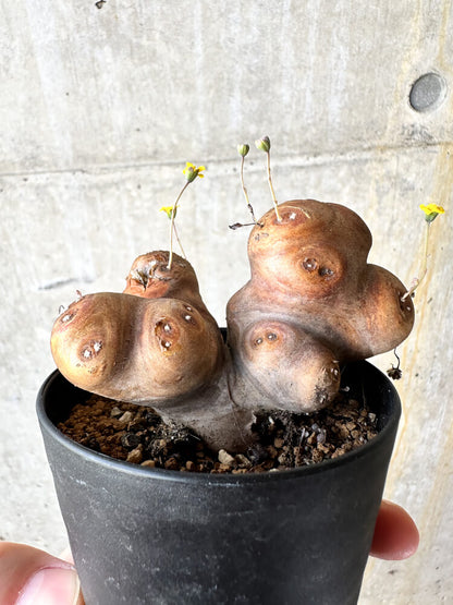 【現品限り】オトンナ・カカリオイデス 大株 現地株 発根済み【J46】 Othonna cacalioides