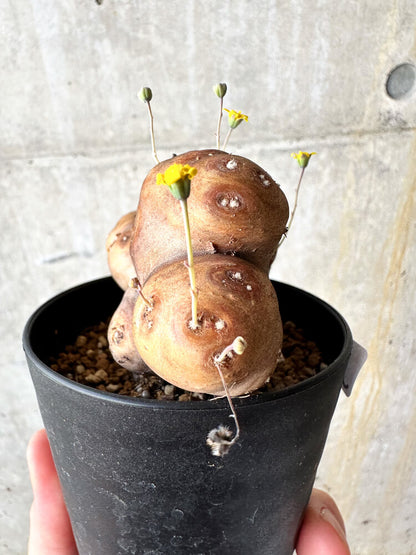 【現品限り】オトンナ・カカリオイデス 大株 現地株 発根済み【J46】 Othonna cacalioides