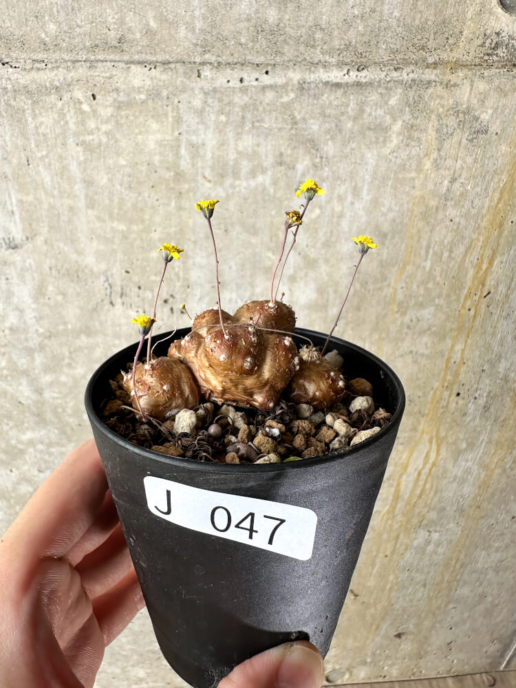 【現品限り】オトンナ・カカリオイデス 実生【J47】 Othonna cacalioides