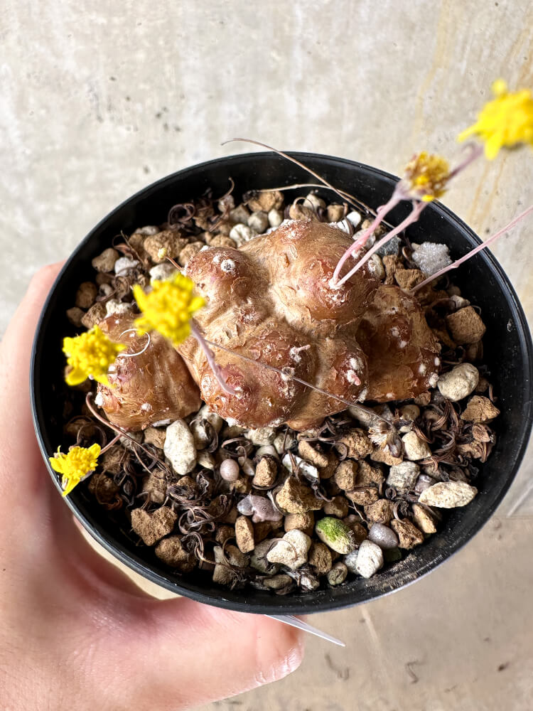 【現品限り】オトンナ・カカリオイデス 実生【J47】 Othonna cacalioides