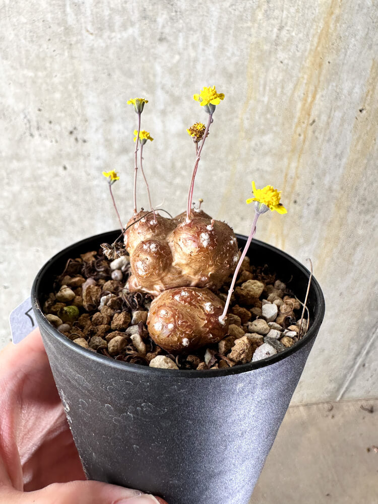 【現品限り】オトンナ・カカリオイデス 実生【J47】 Othonna cacalioides