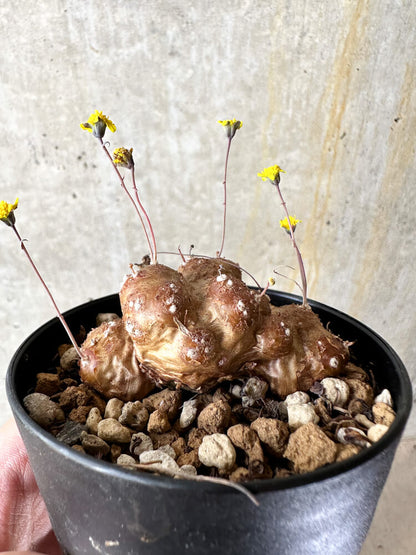 【現品限り】オトンナ・カカリオイデス 実生【J47】 Othonna cacalioides