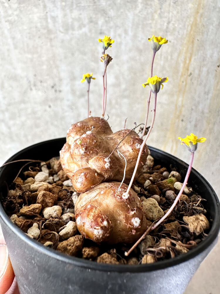 【現品限り】オトンナ・カカリオイデス 実生【J47】 Othonna cacalioides