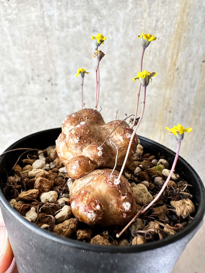 【現品限り】オトンナ・カカリオイデス 実生【J47】 Othonna cacalioides