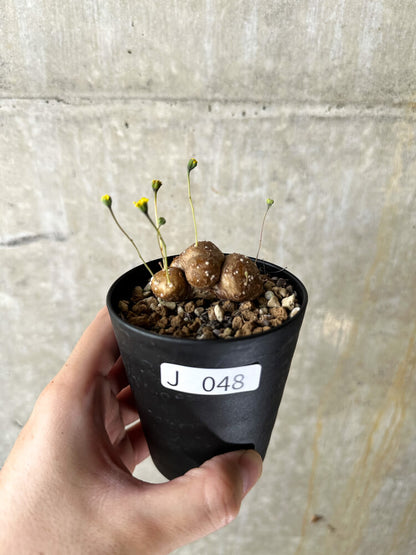 【現品限り】オトンナ・カカリオイデス 実生【J48】 Othonna cacalioides