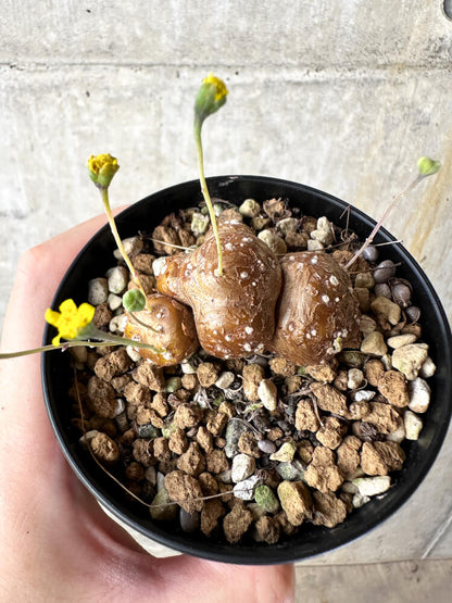 【現品限り】オトンナ・カカリオイデス 実生【J48】 Othonna cacalioides