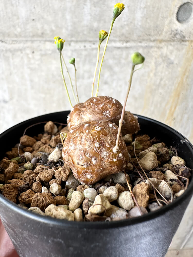 【現品限り】オトンナ・カカリオイデス 実生【J48】 Othonna cacalioides