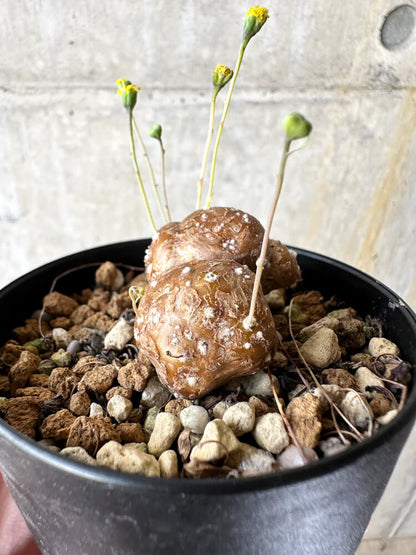 【現品限り】オトンナ・カカリオイデス 実生【J48】 Othonna cacalioides