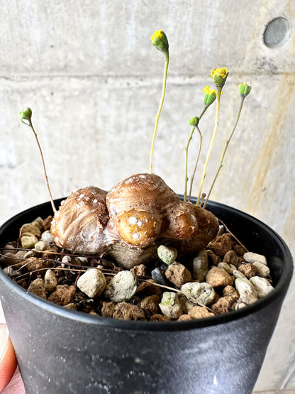 【現品限り】オトンナ・カカリオイデス 実生【J48】 Othonna cacalioides