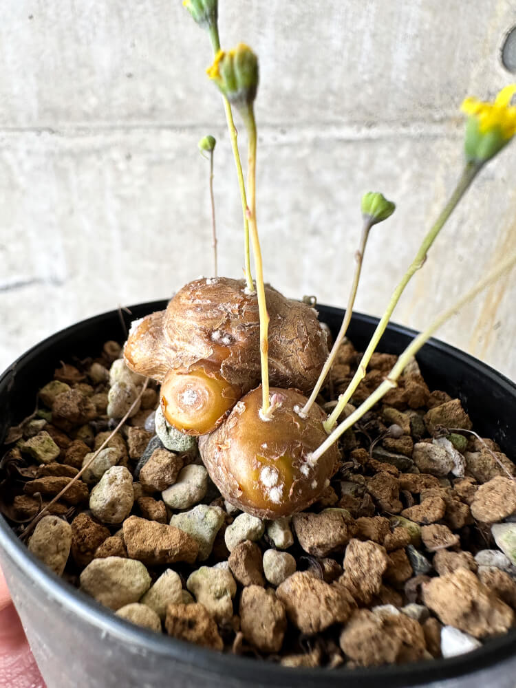 【現品限り】オトンナ・カカリオイデス 実生【J48】 Othonna cacalioides