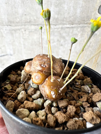 【現品限り】オトンナ・カカリオイデス 実生【J48】 Othonna cacalioides