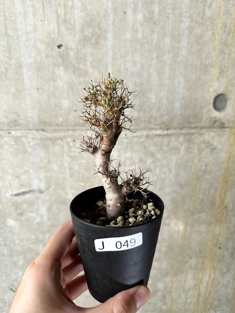 【現品限り】オトンナ・ユーフォルビオイデス【J49】 Othonna euphorbioides