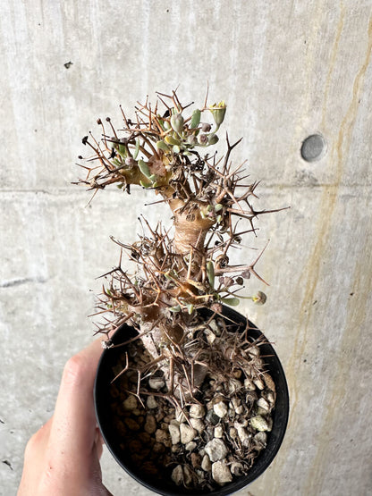 【現品限り】オトンナ・ユーフォルビオイデス【J49】 Othonna euphorbioides