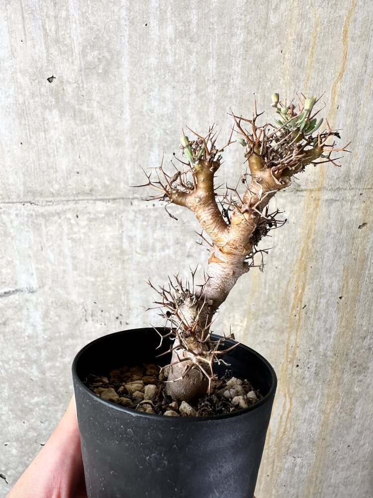 【現品限り】オトンナ・ユーフォルビオイデス【J49】 Othonna euphorbioides