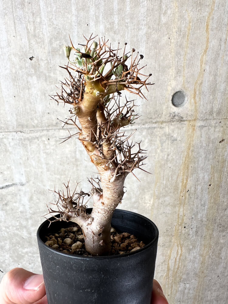 【現品限り】オトンナ・ユーフォルビオイデス【J49】 Othonna euphorbioides