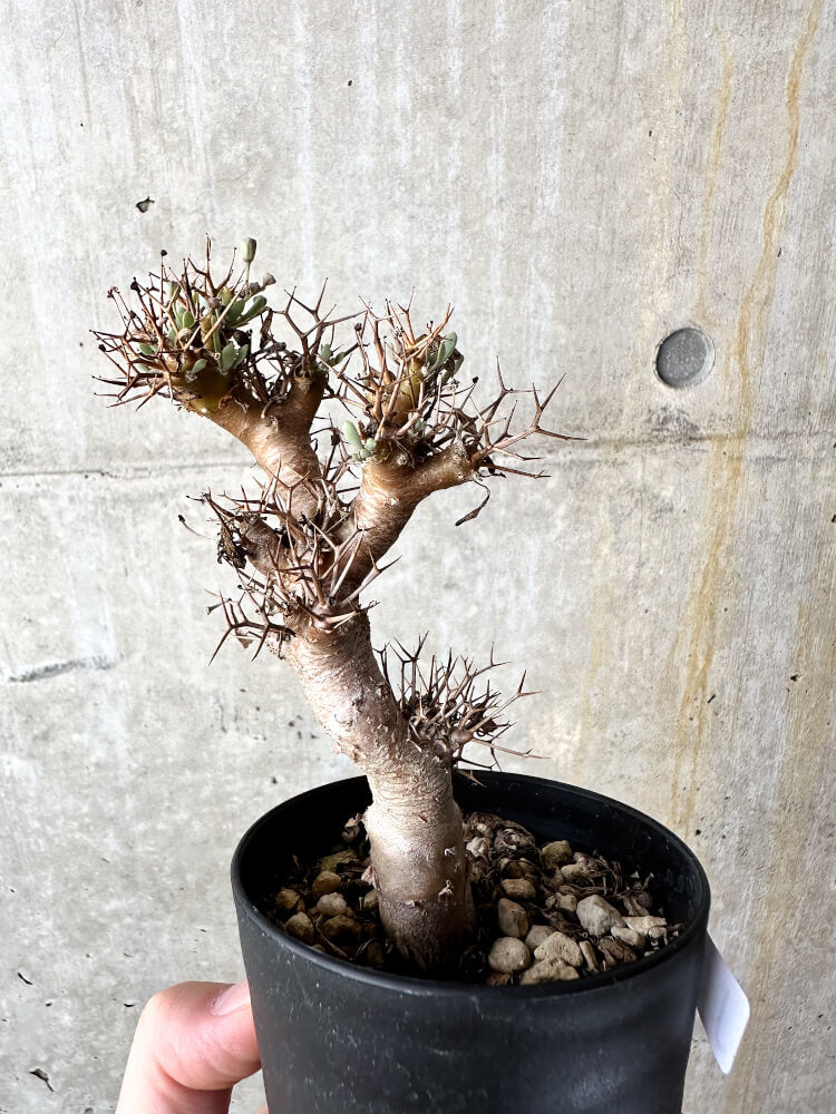 【現品限り】オトンナ・ユーフォルビオイデス【J49】 Othonna euphorbioides