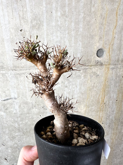 【現品限り】オトンナ・ユーフォルビオイデス【J49】 Othonna euphorbioides